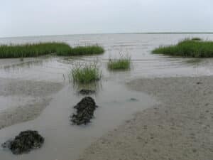 Zorg voor de Schepping: vogels in Zeeland